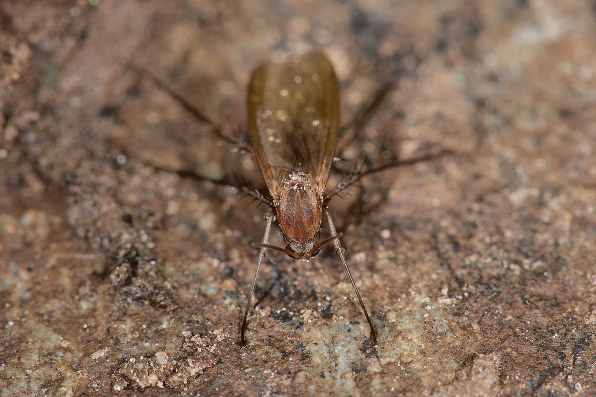 Mycetophila sp.?   S !